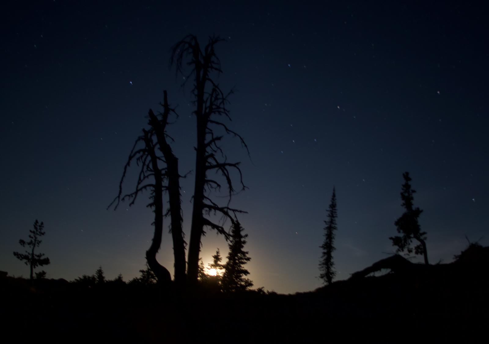 Moonrise Whitebark Pines