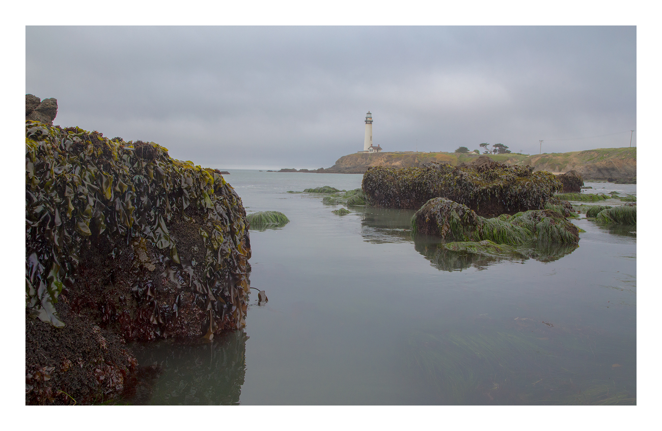Tidepooling Pigeon Pt +1