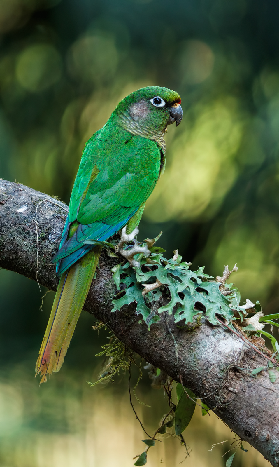 Maroon Bellied Parakeet