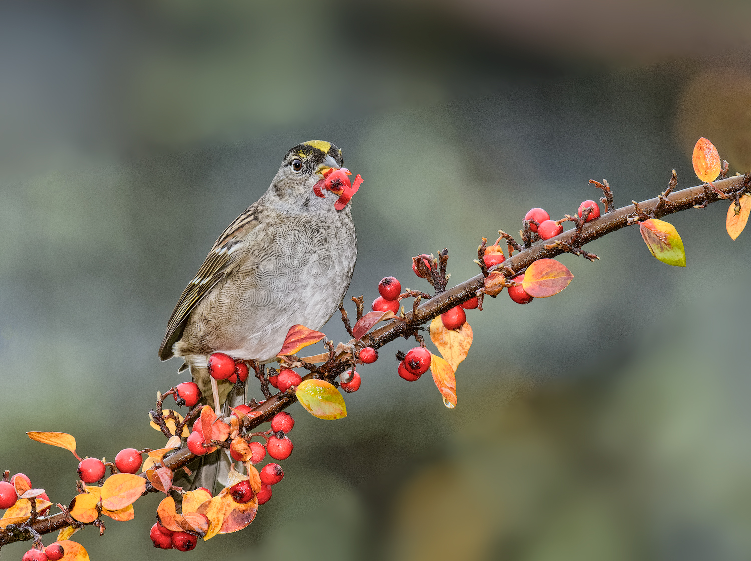 Cranberries 4 Sparrows
