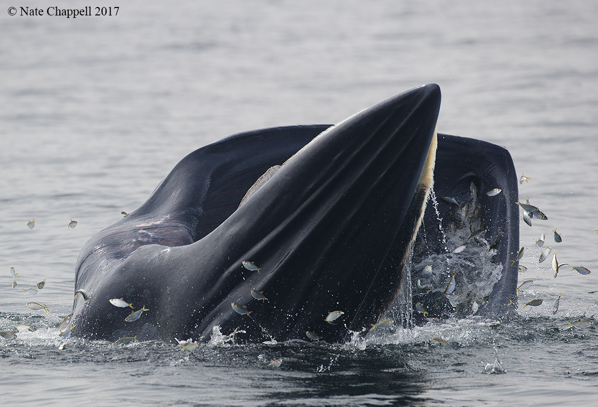 Bryde's Whale Feeding 