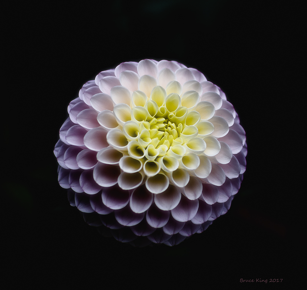 lowkey Dahlia