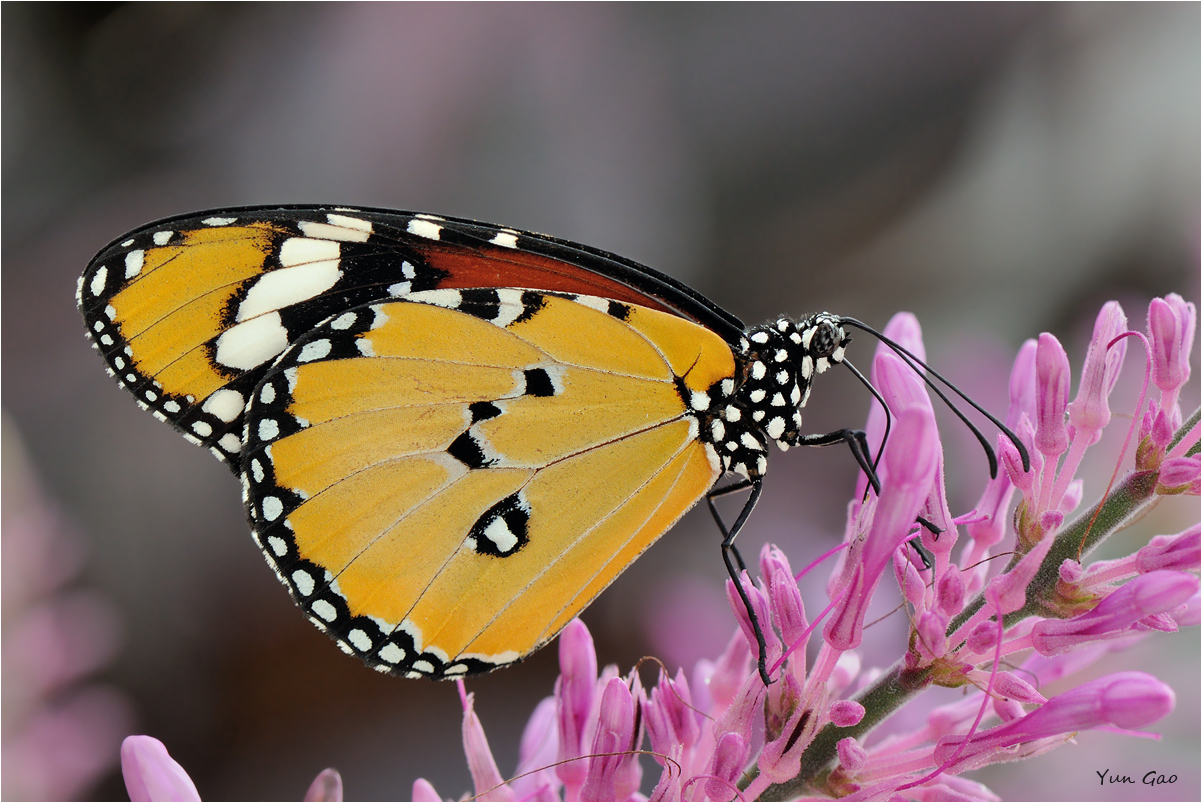 African monarch