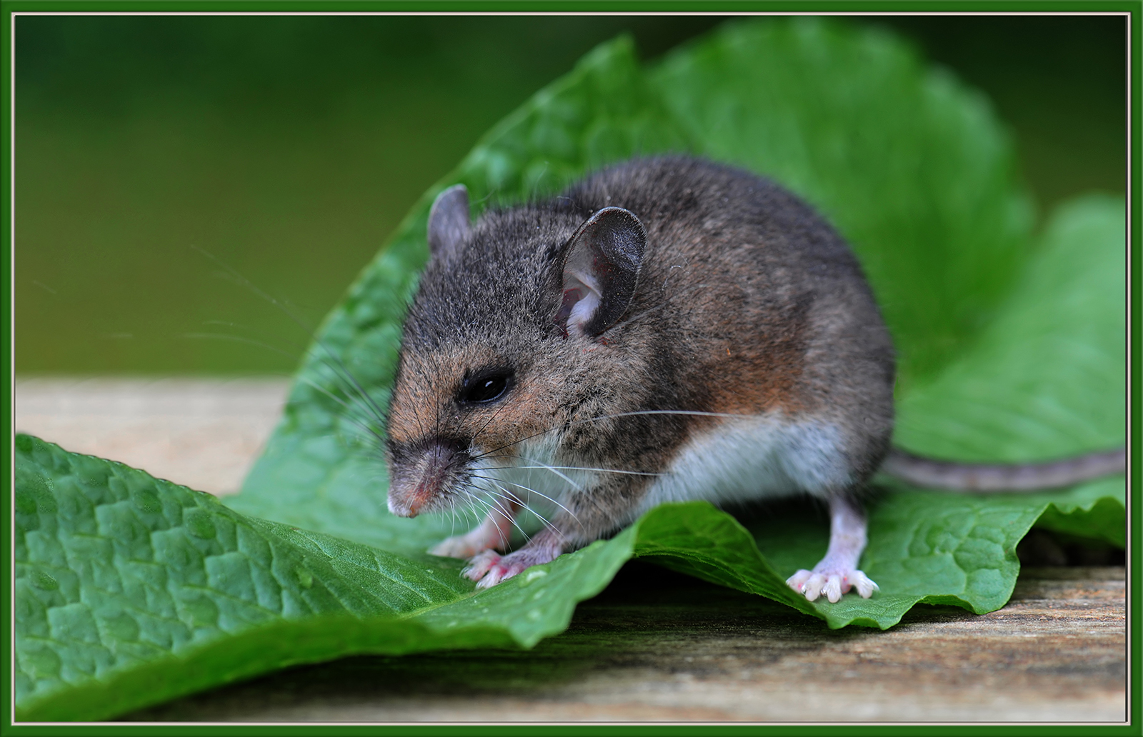 White-Footed D. Mouse