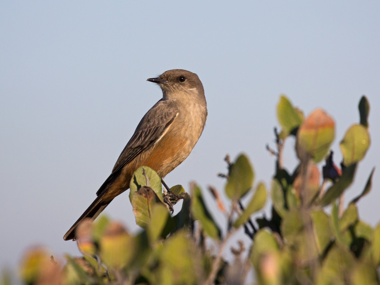 Say's Phoebe + RP