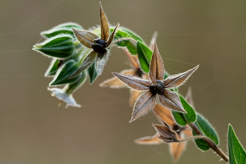 Star Seeds ID