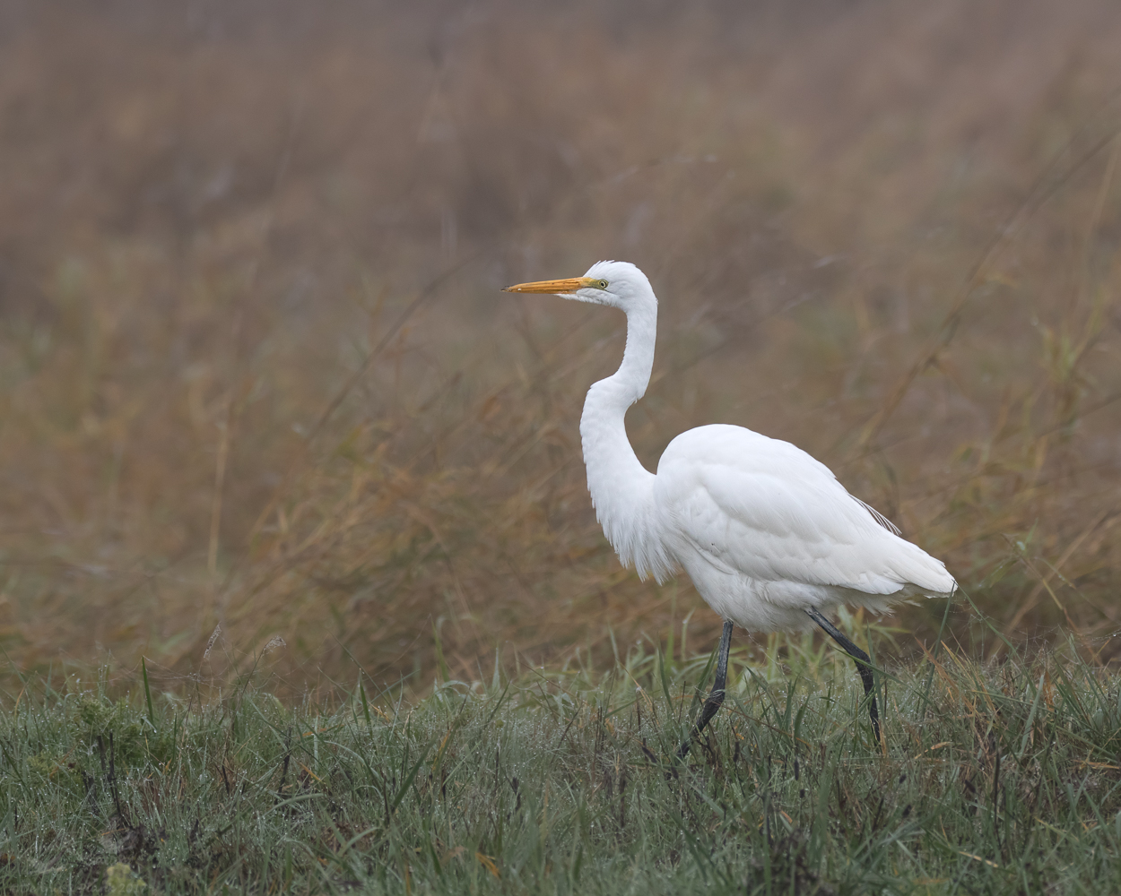 Great Egret