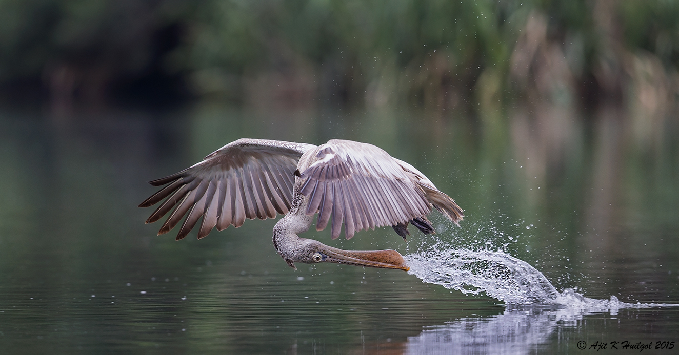 Pelican drinking water