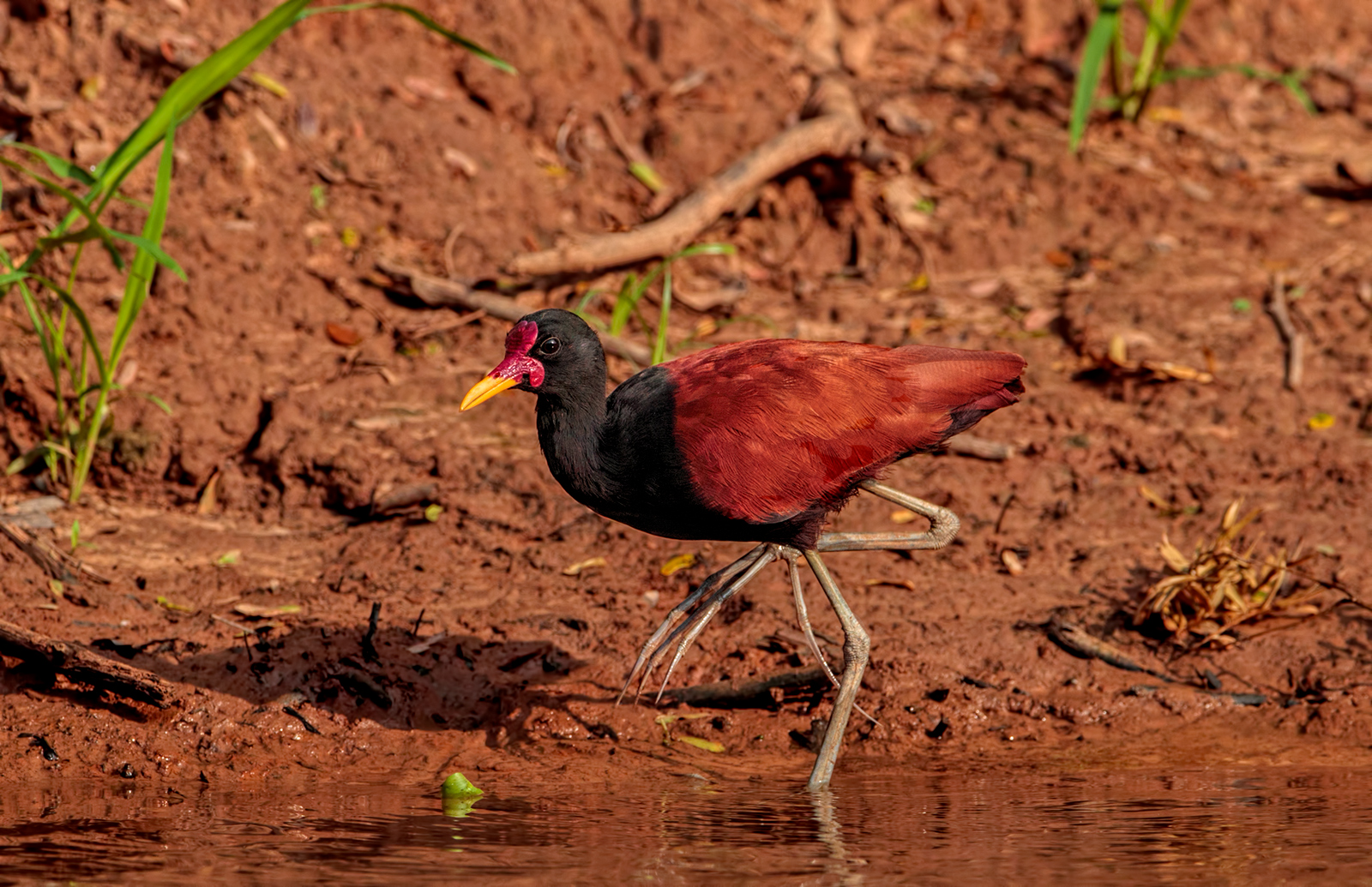Northern Jacana