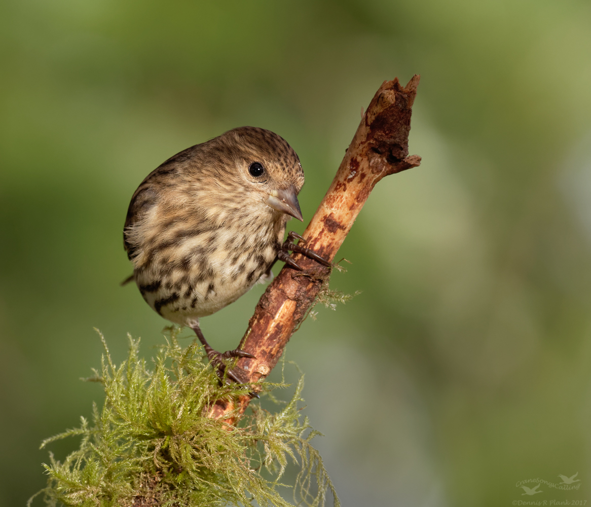 Pine Siskin