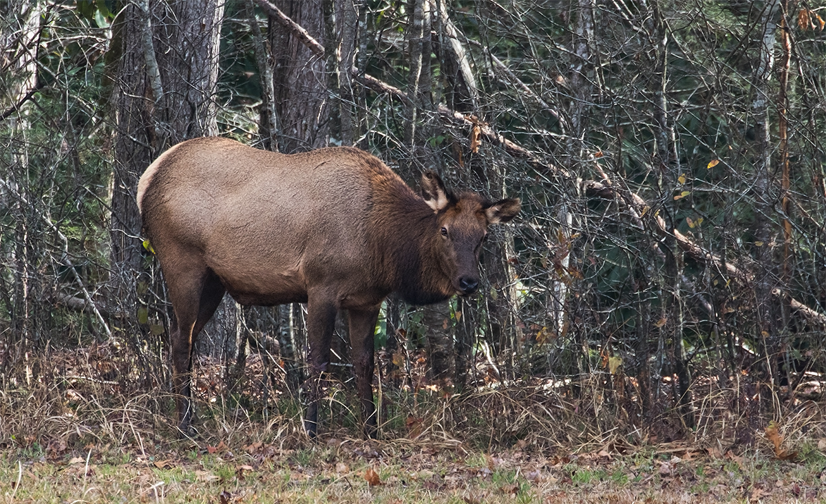 Female Elk