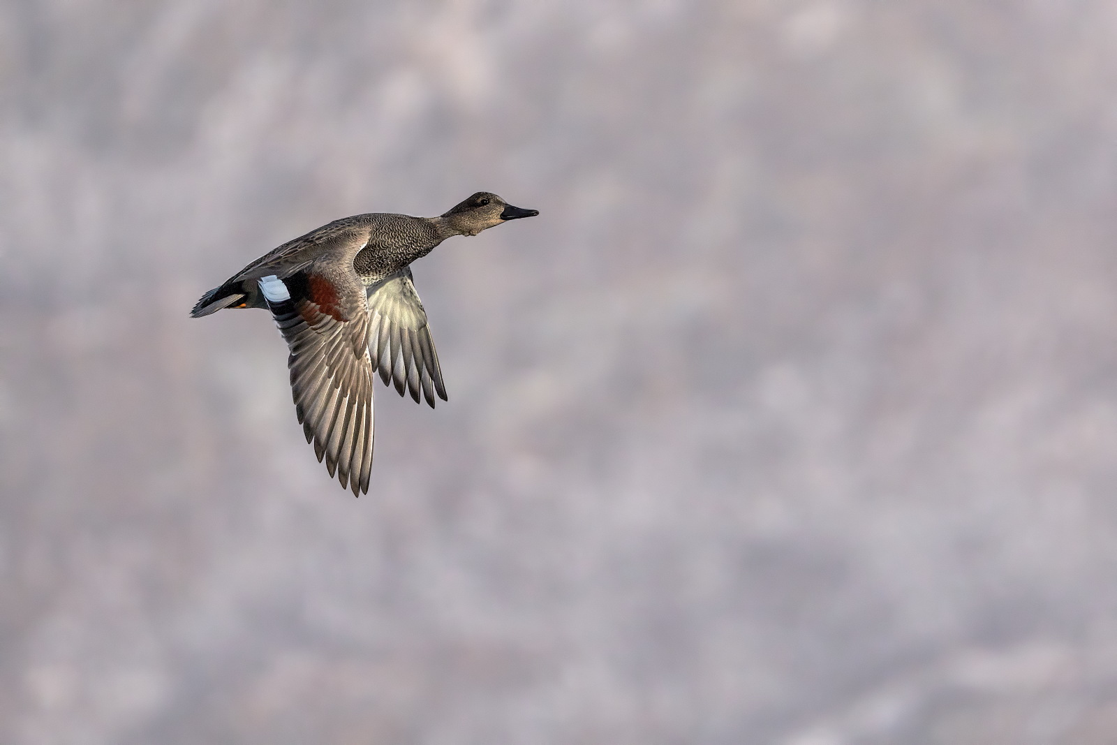 Duck Departure