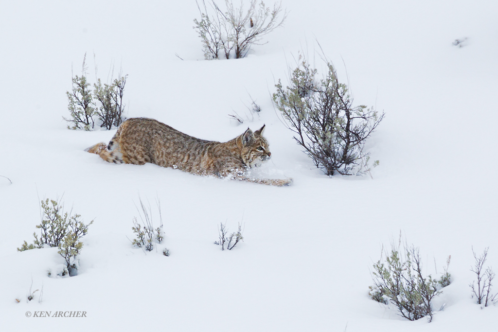 Bobcat Stalking