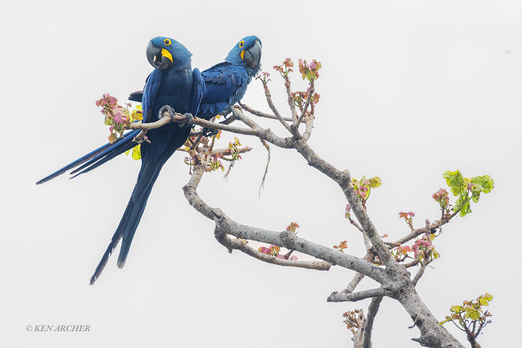 Hyacinth Macaw Pair