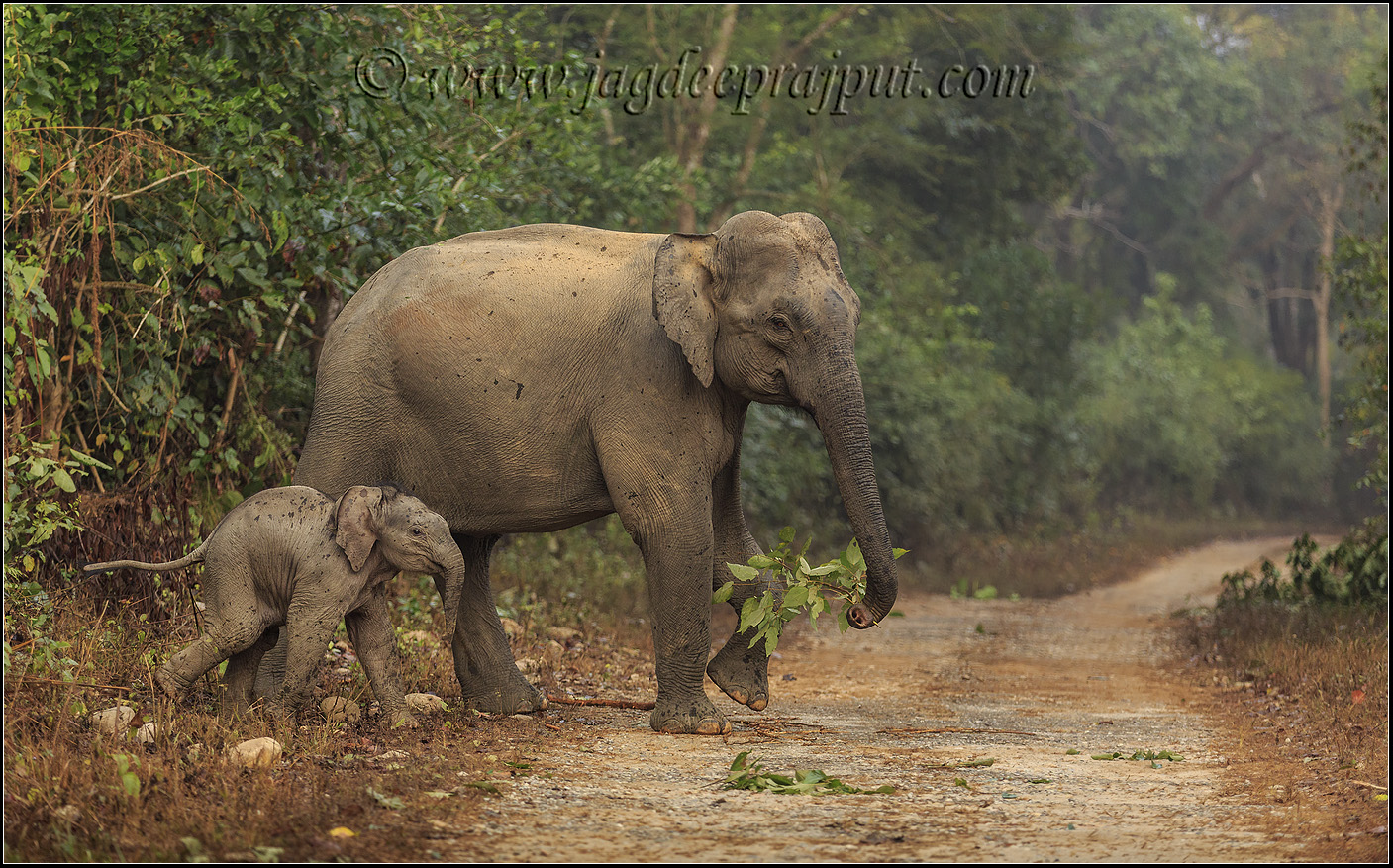 Mother & young