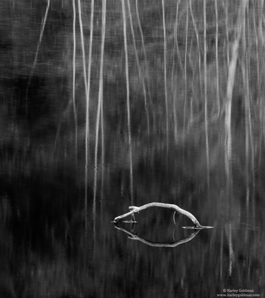 Bare Tree Reflections
