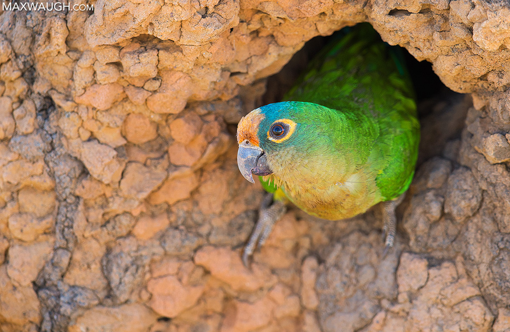 Peach-Fronted Parakeet