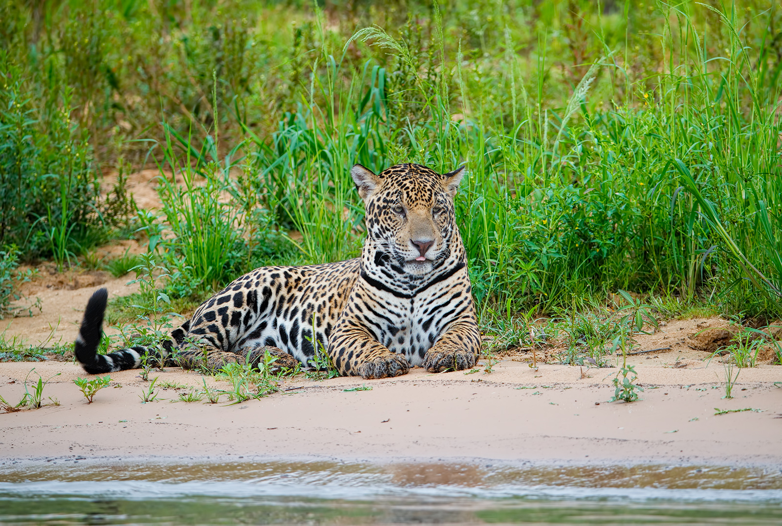 Content Jaguar