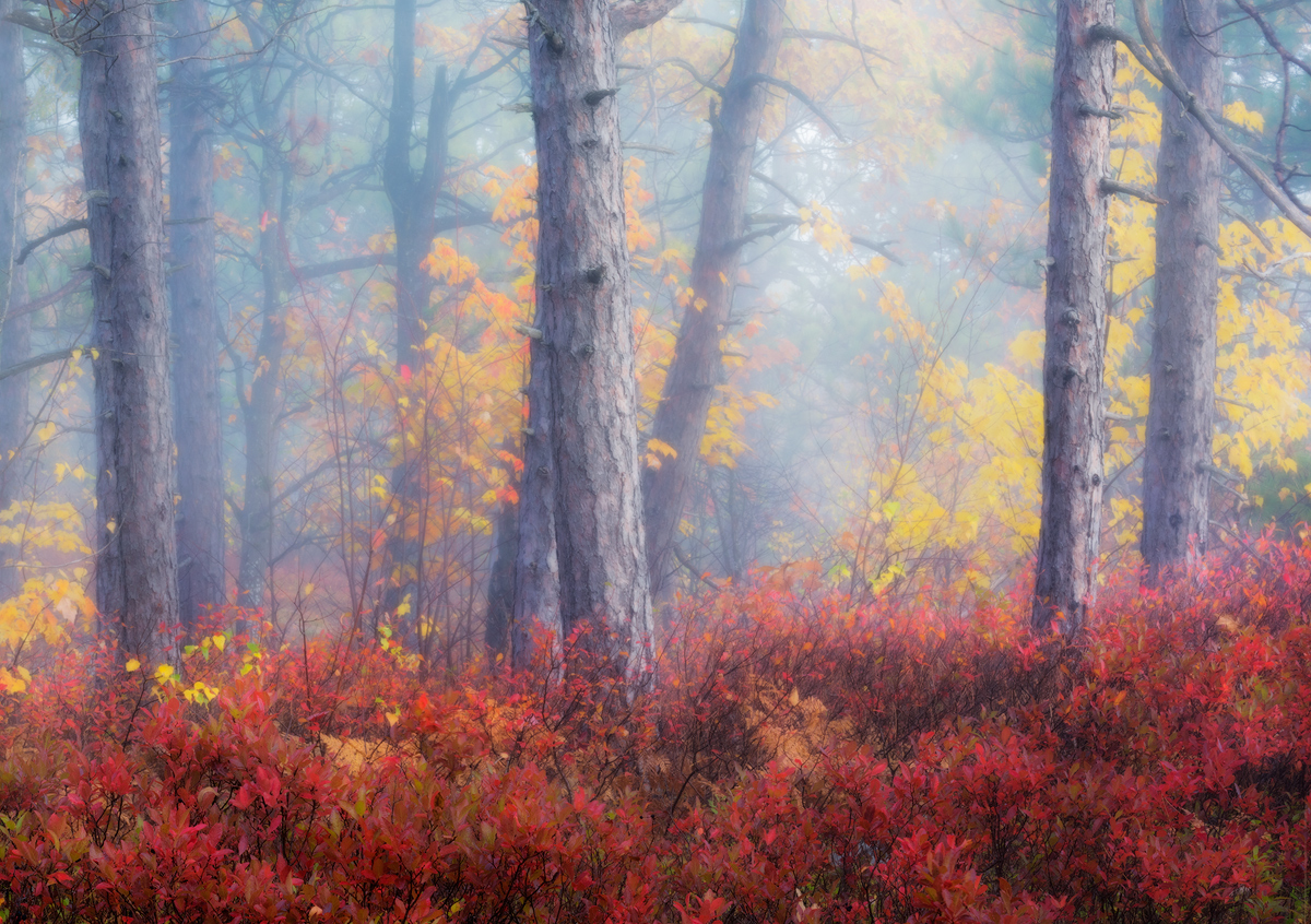 Pine Barrens