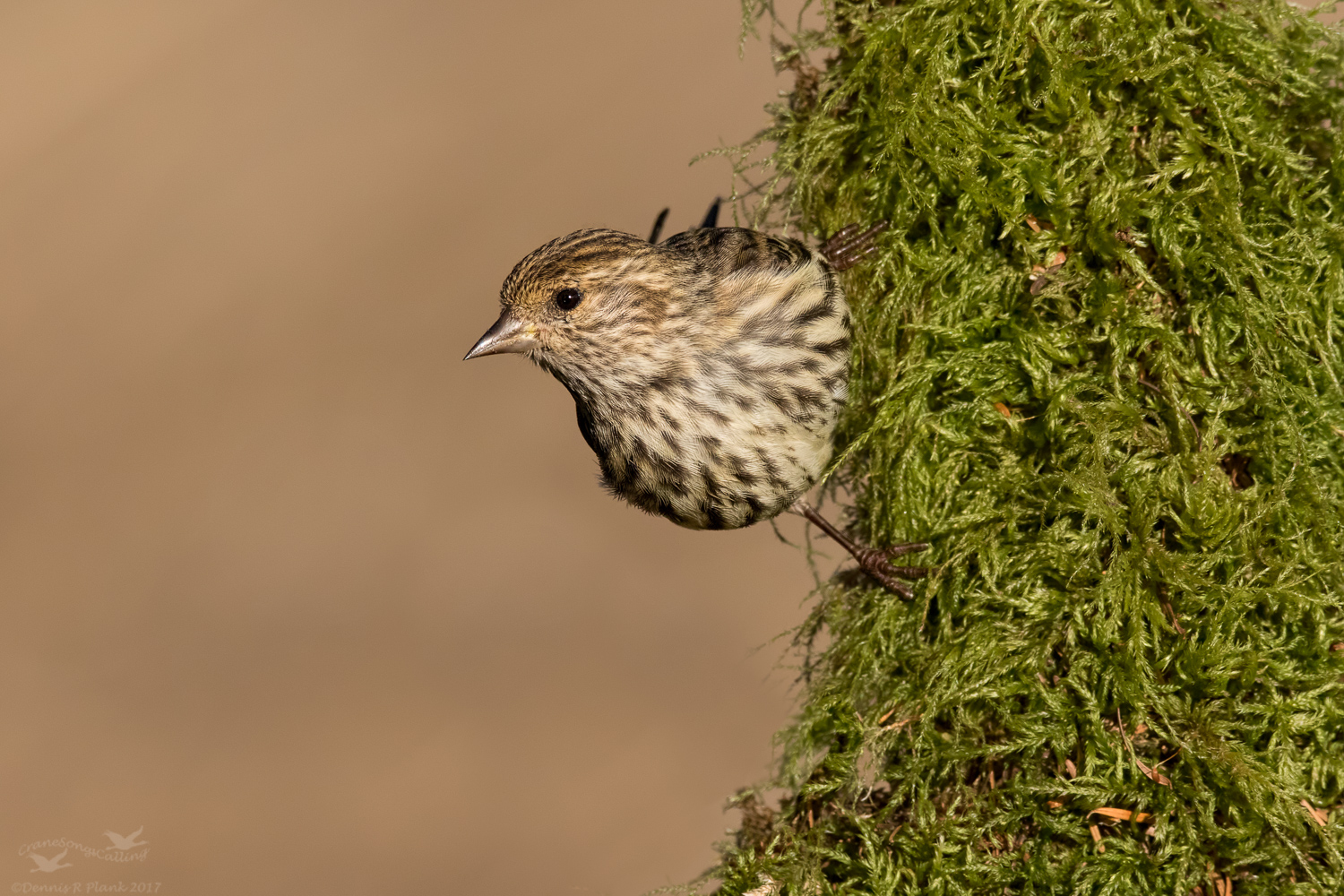 Another Pine Siskin