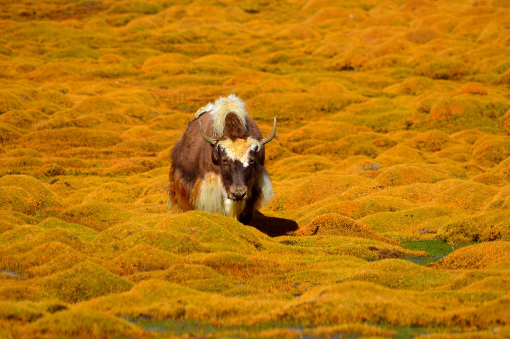 Yak....