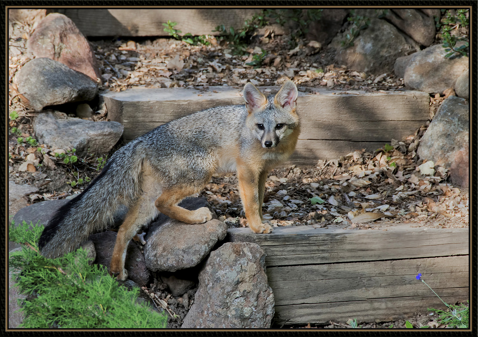 Foxy Lady