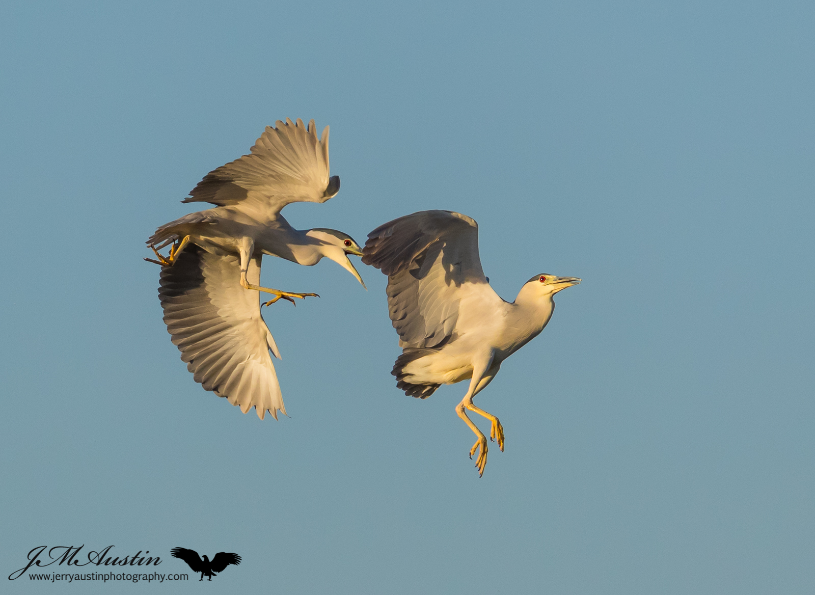 Heron Aerial Dog Fight