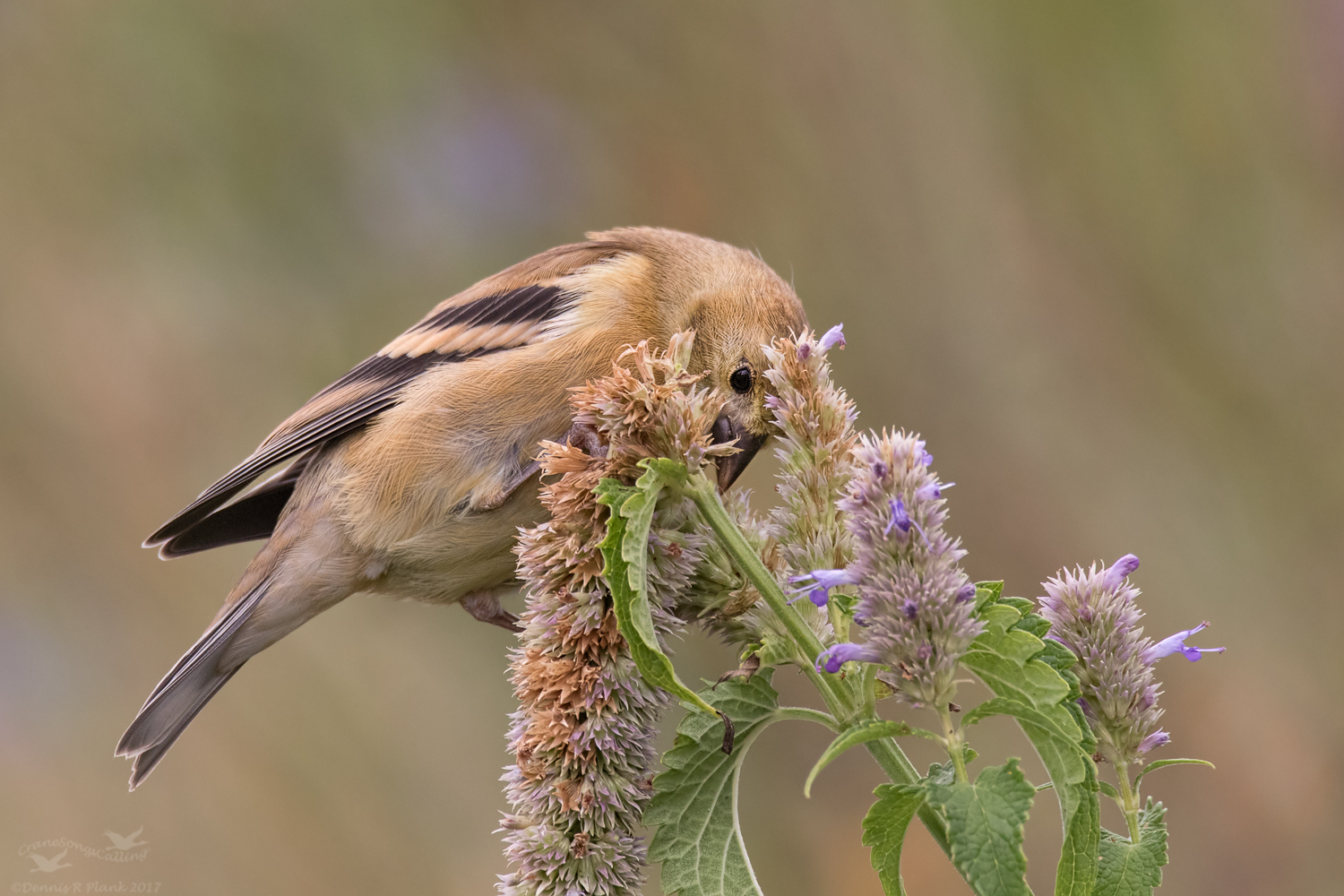 Juvenile Goldfinch