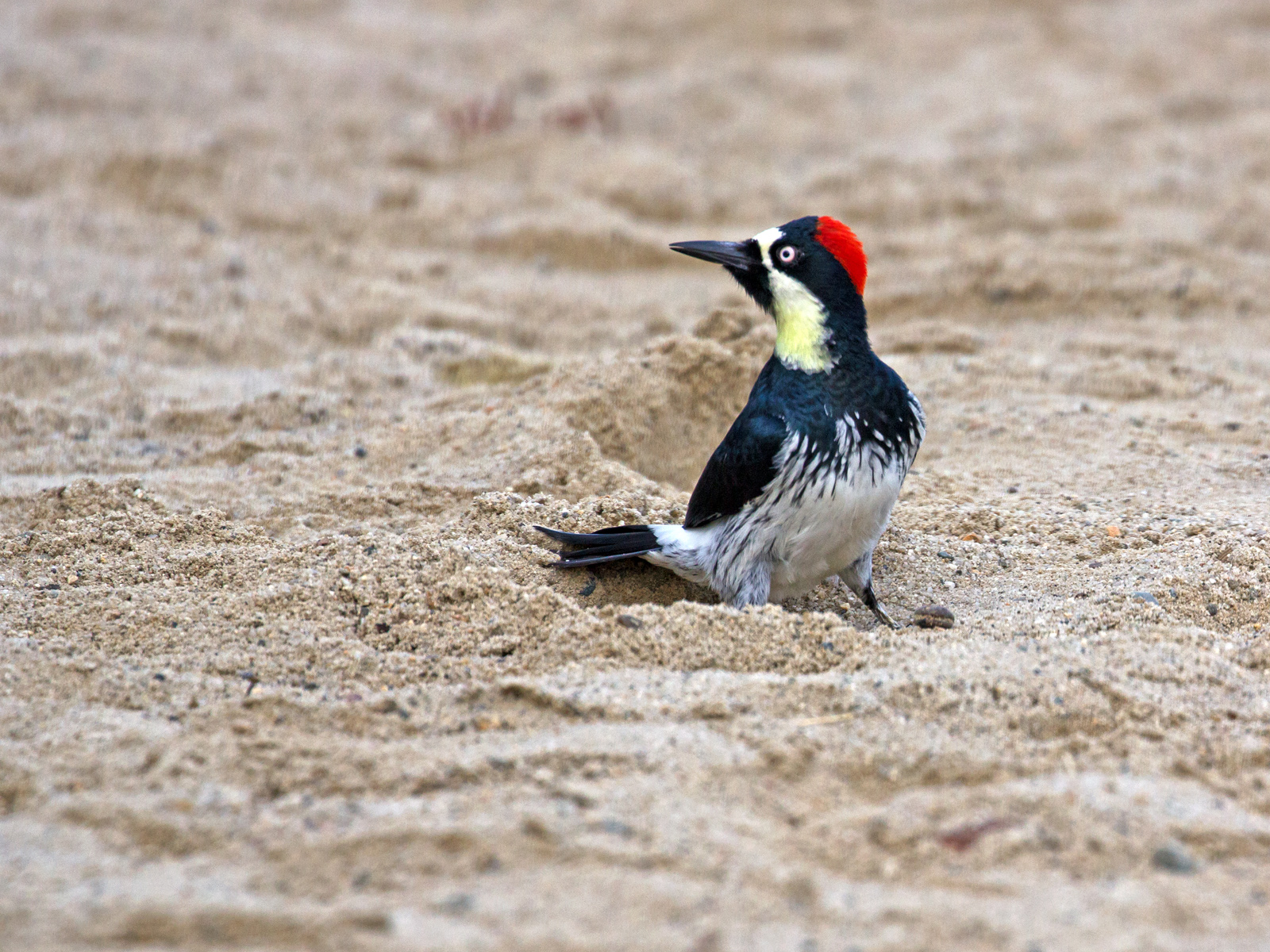 Sand Pecker + Recrop