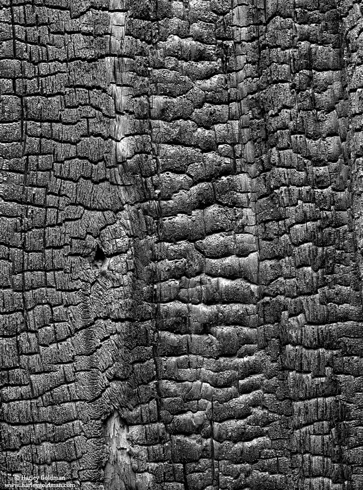 Charred Tree Patterns