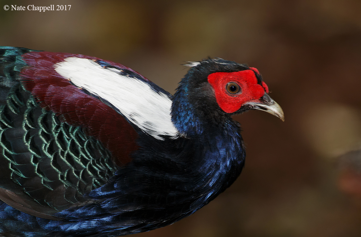 Swinhoe's Pheasant 
