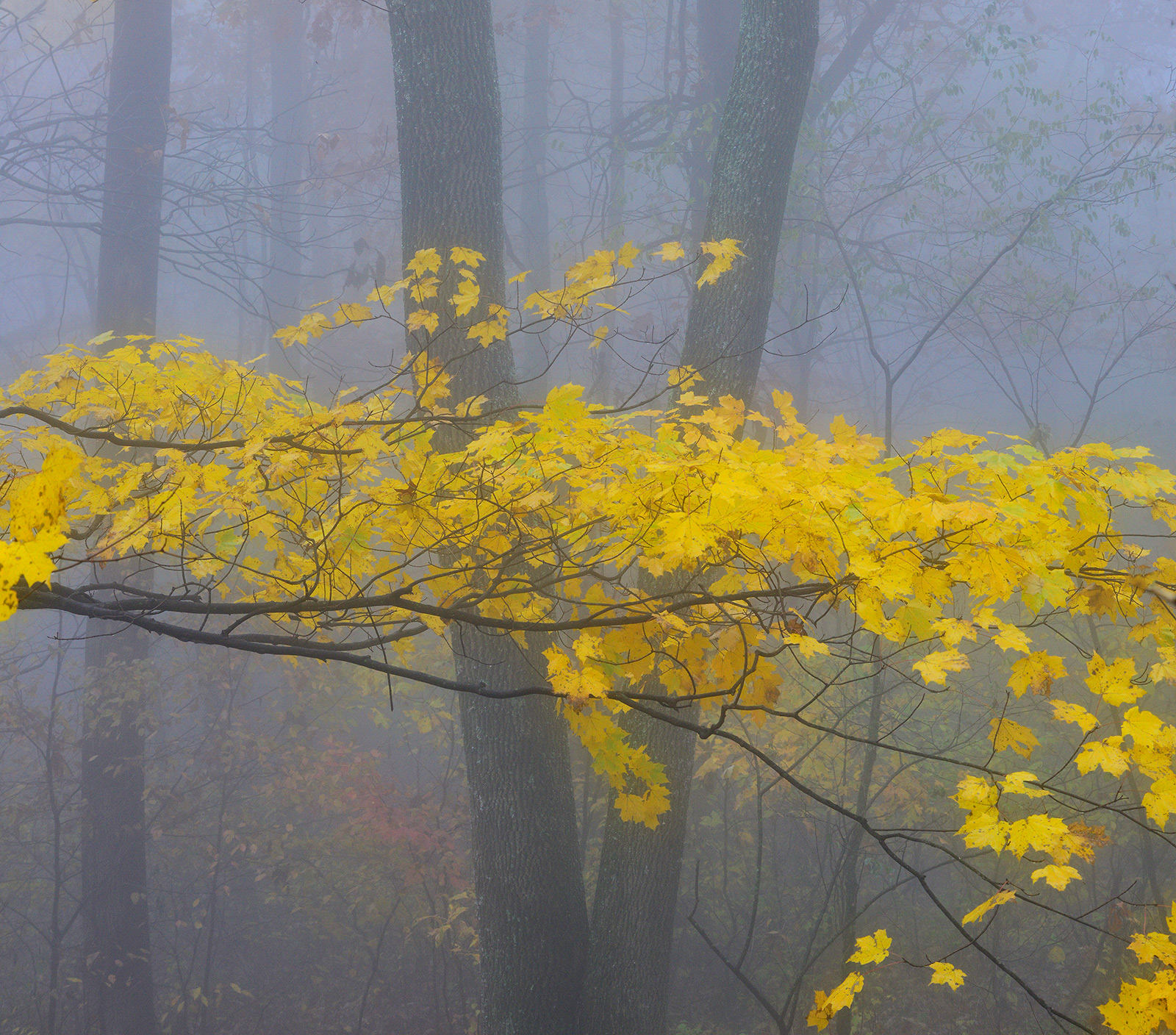 Misty Maple