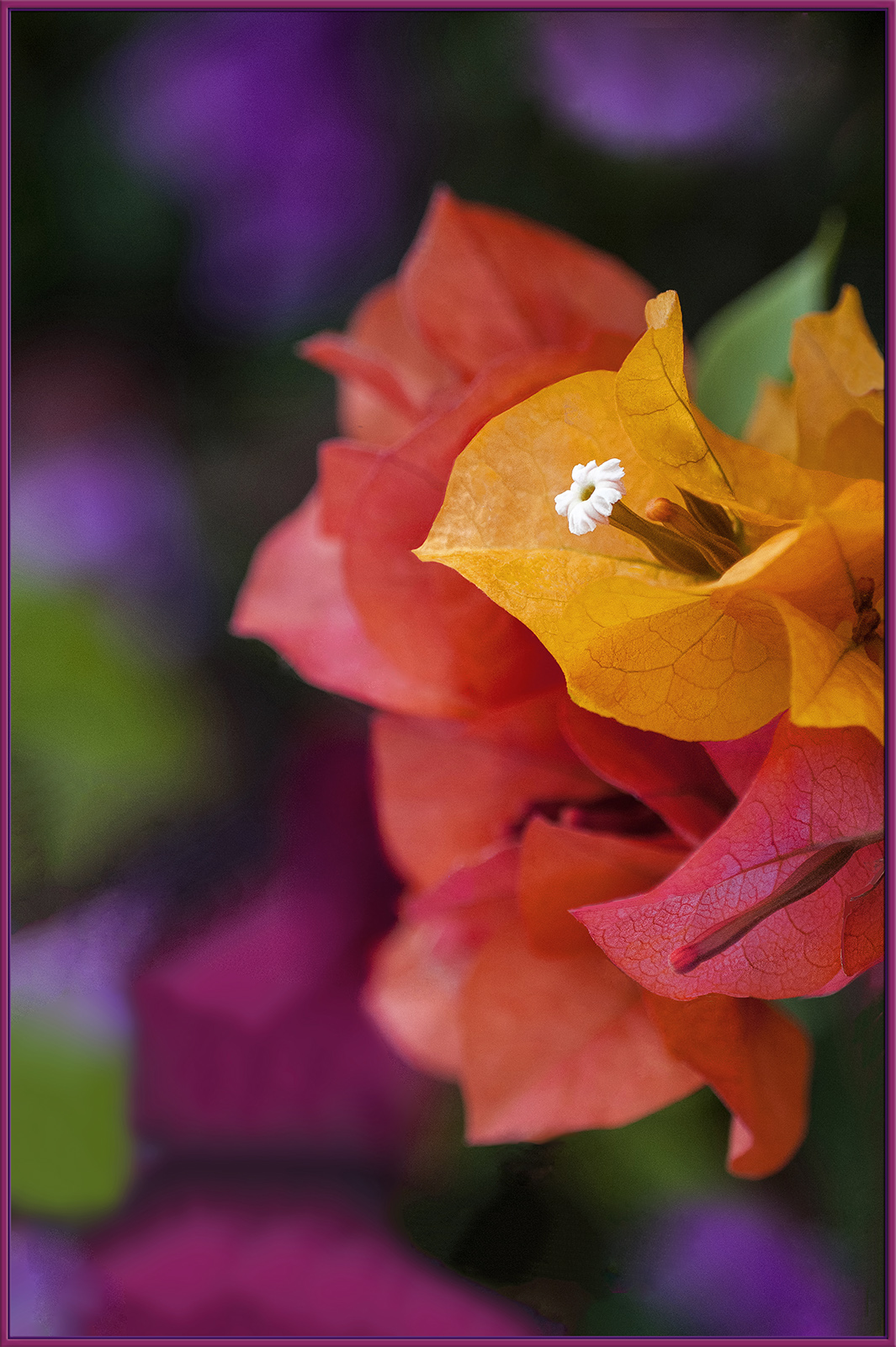 Bougainvillea