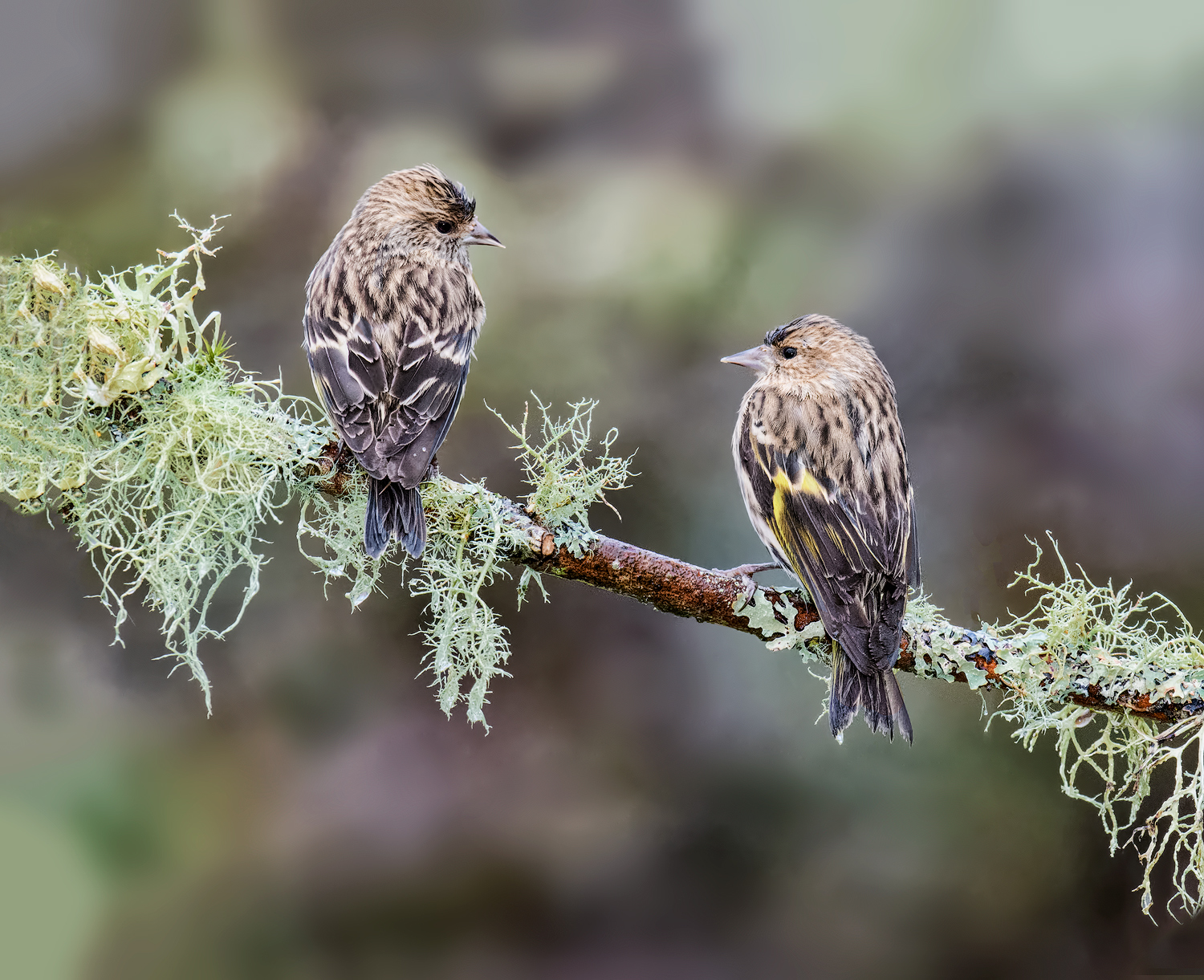 2 Wet Pine Siskins
