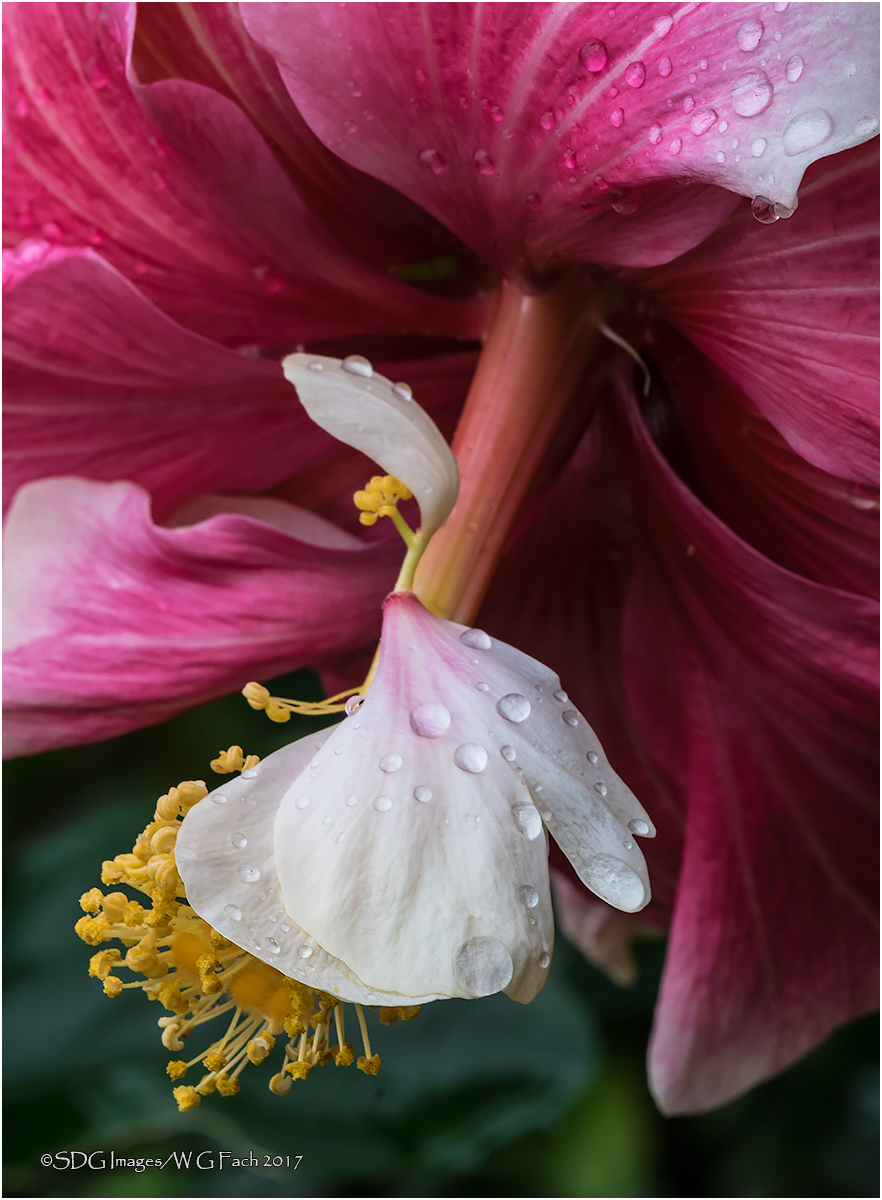 Late Bloomer