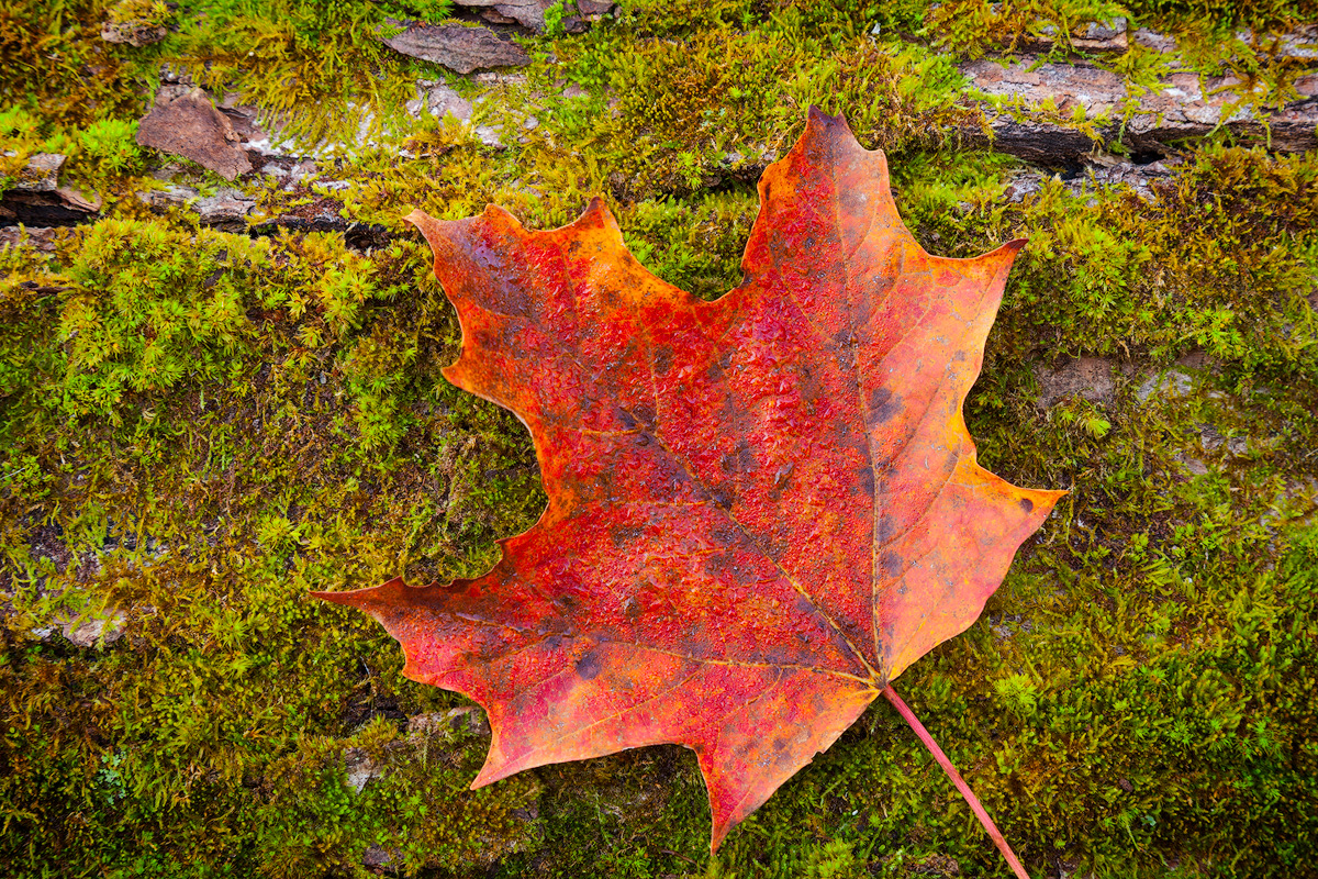 Maple Leaf