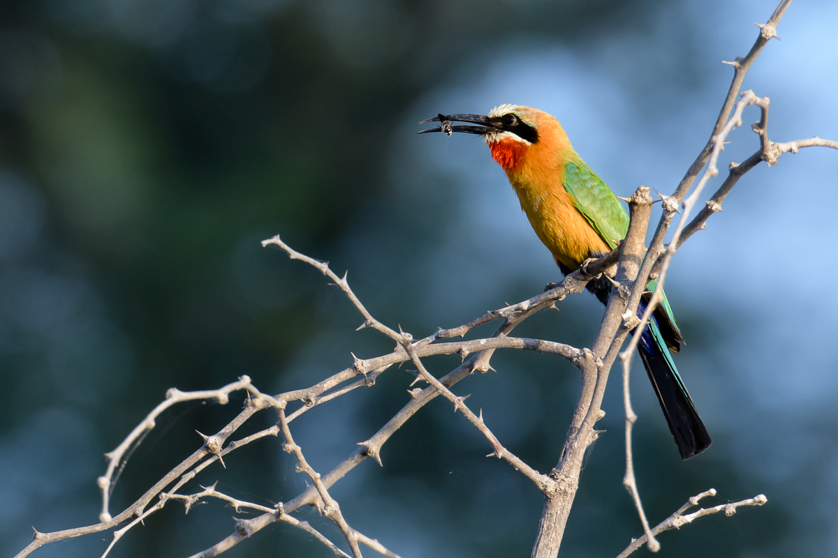 WF Bee Eater 