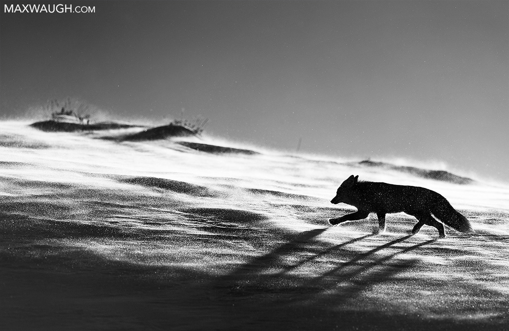 Fox on a Windy Ridge