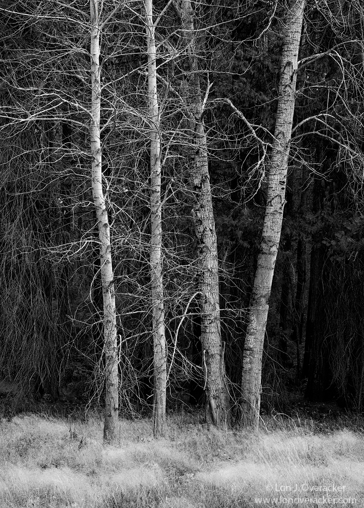 Standing at the Alder
