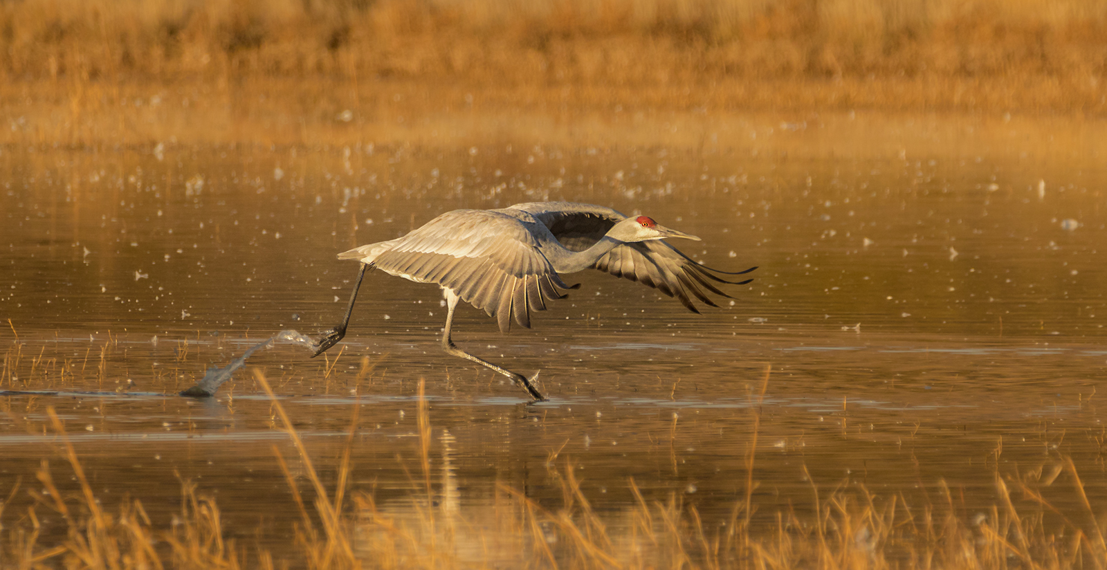 Sandhill Crane