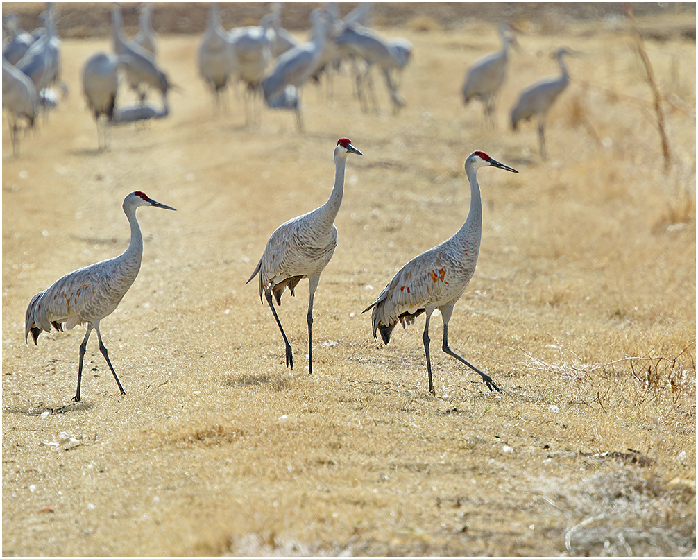 Sandhills on a Stroll