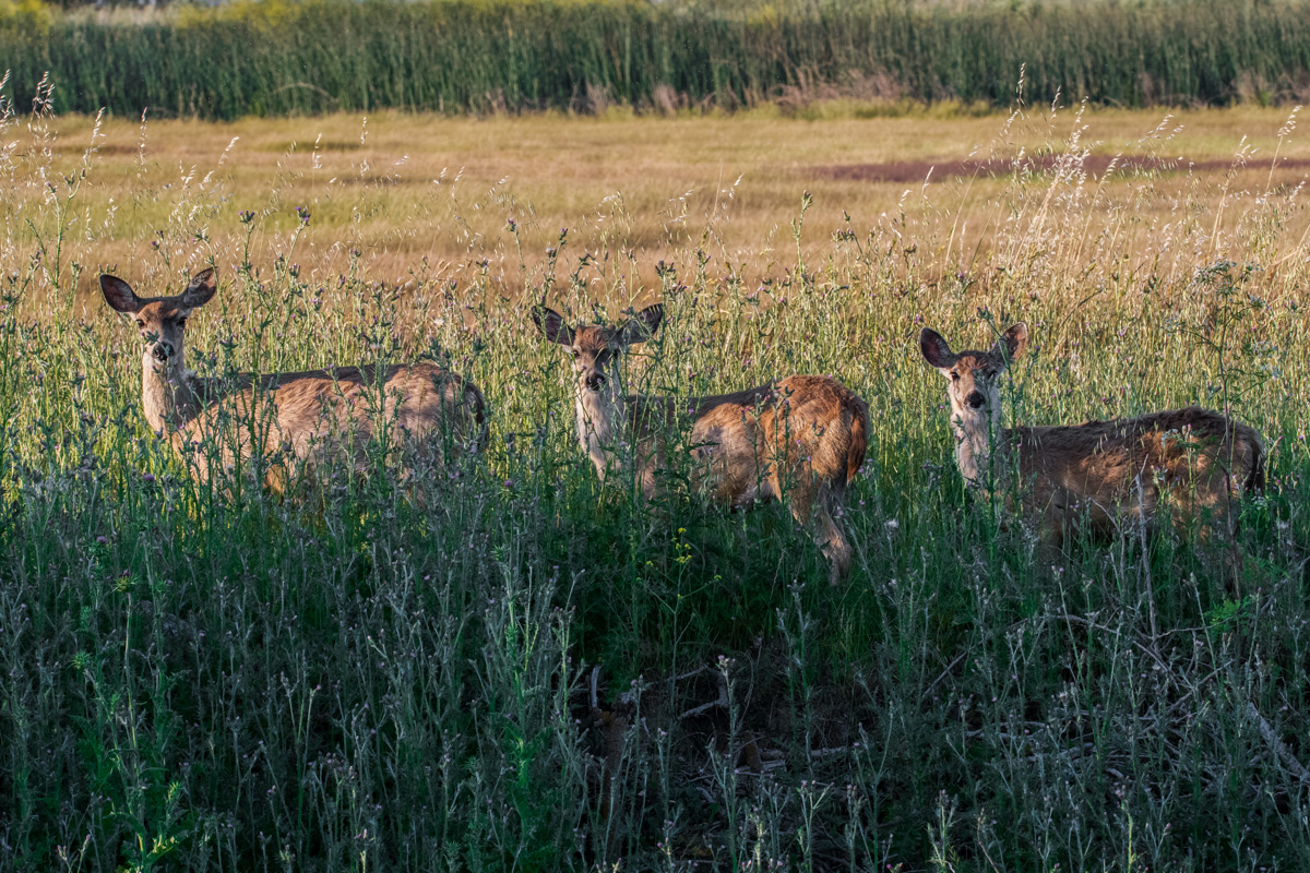 Sac Valley Blacktails