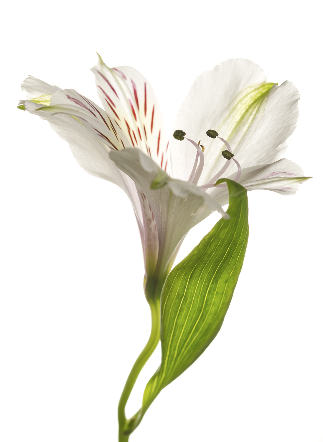 alstroemeria