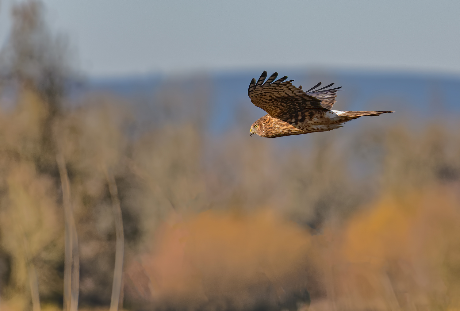 Northern Harrier