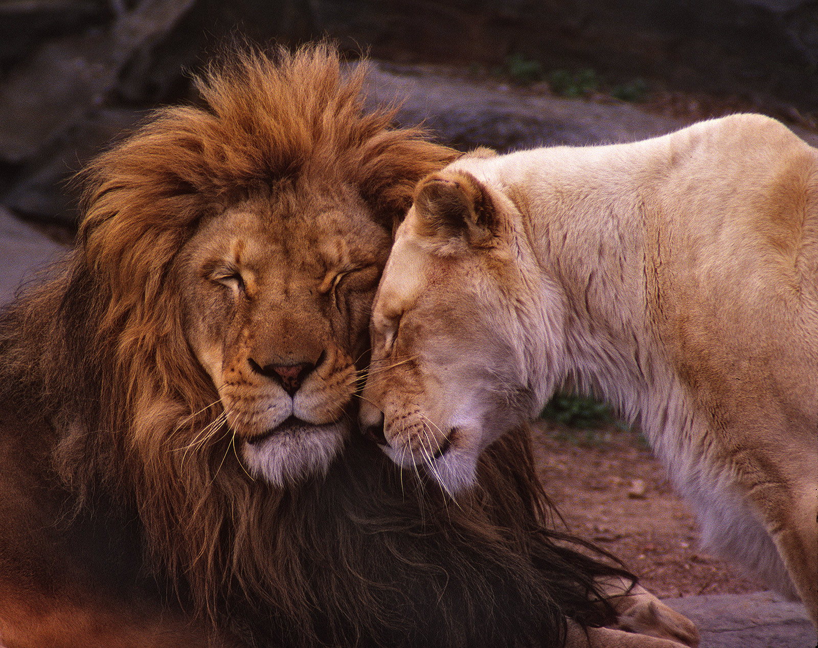 Feline Affection