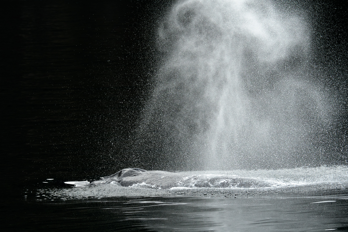 Whale Blow