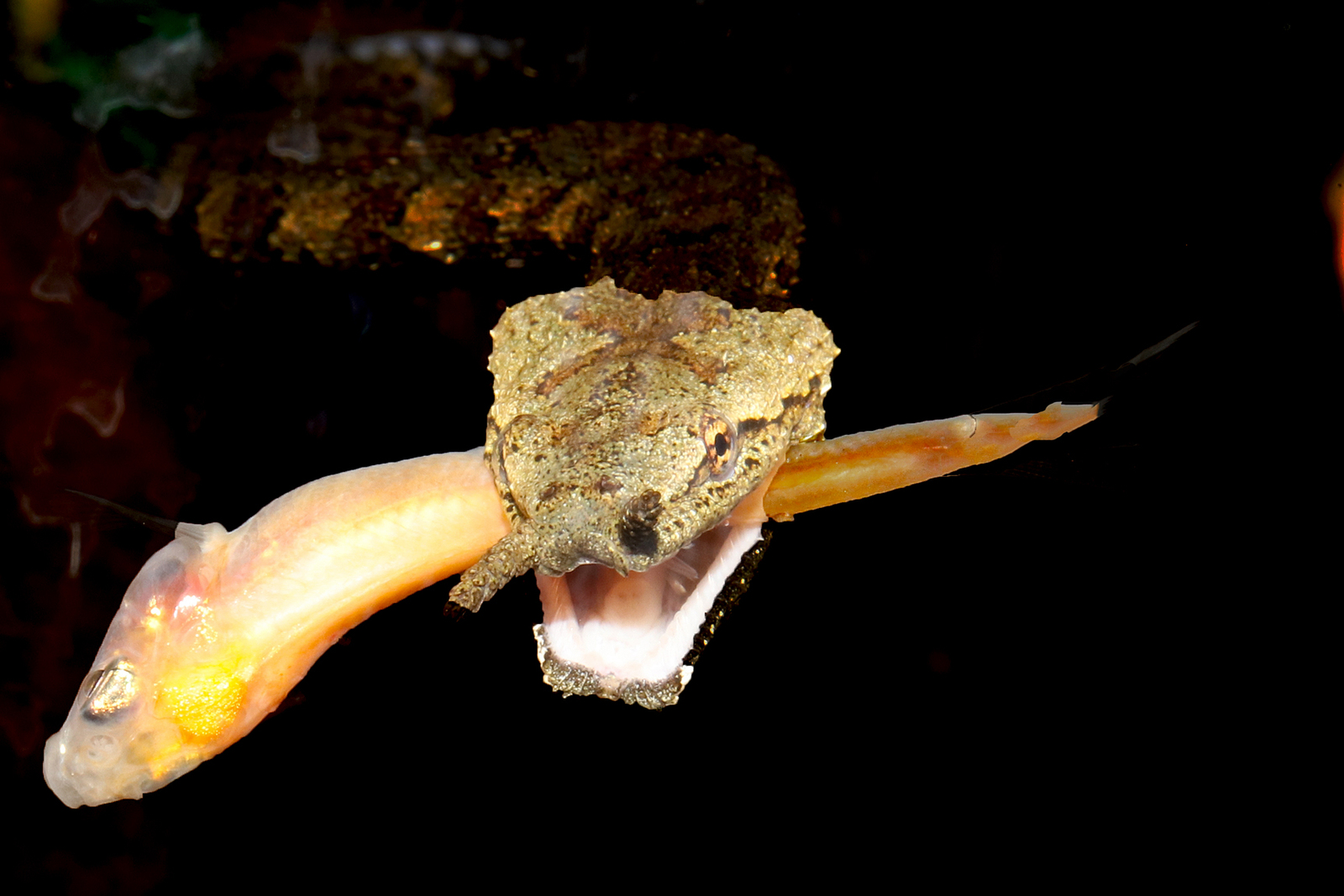 Tentacle snake