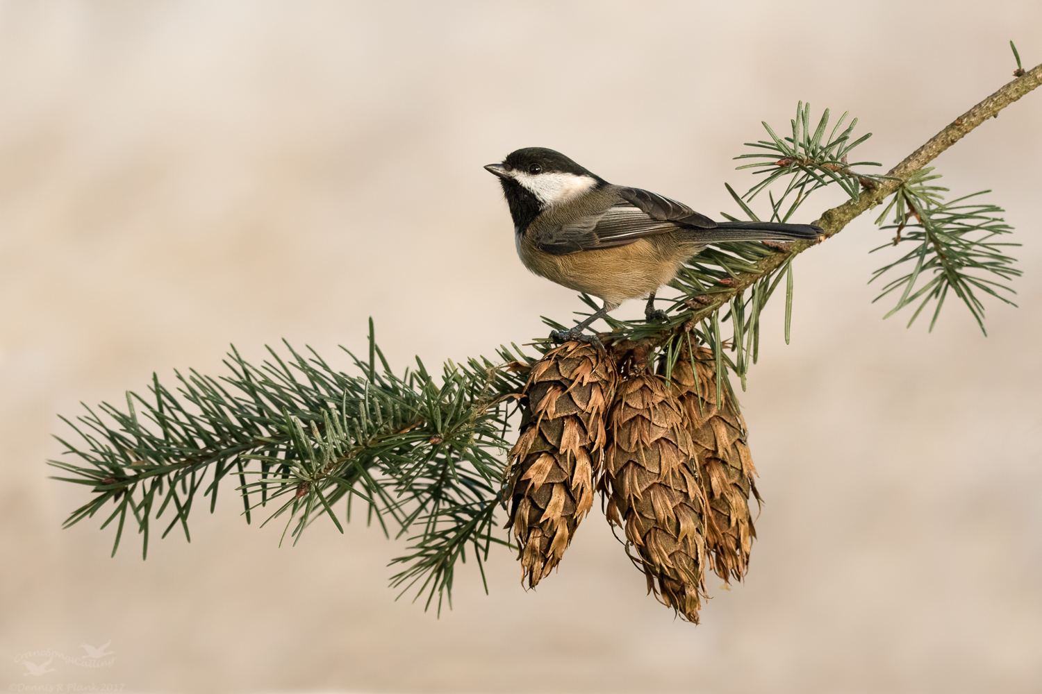 Black-capped Chickadee
