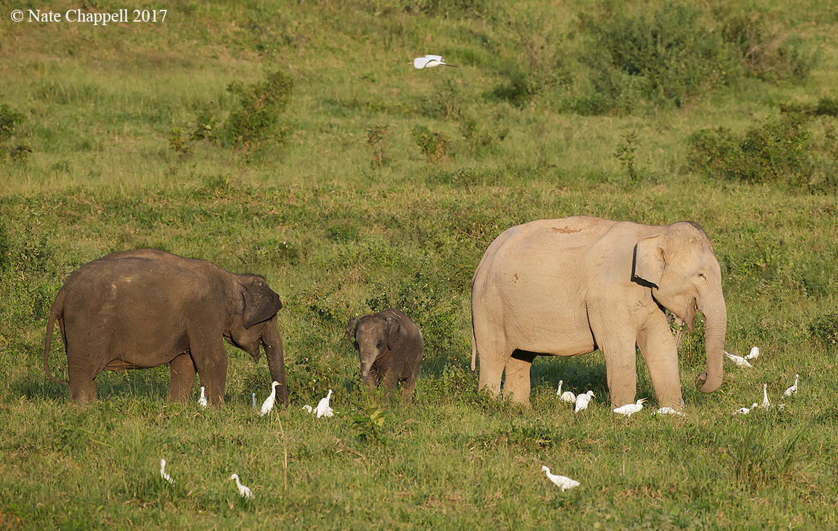 Asian Elephants 