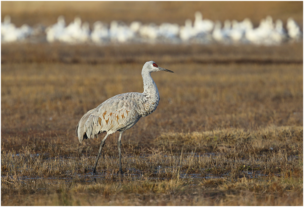 Solitary Sandhill